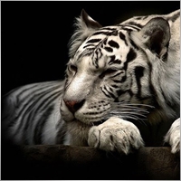 phamtheloc1412-gmail