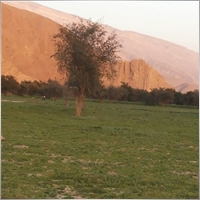 seyed_h