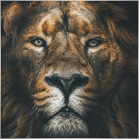 macan_asia