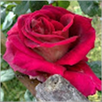 LoveGod1222