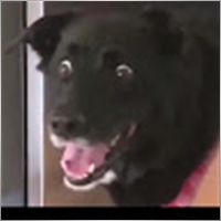 Igor00