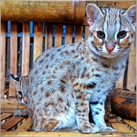 AndikTriyono