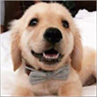 Petsare