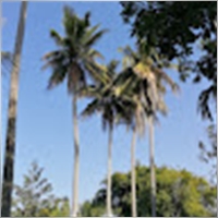 ananseti
