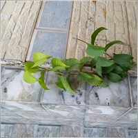 vinhforex
