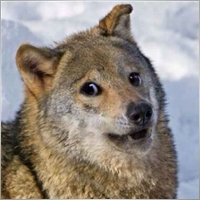 bushig