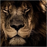 SavannahLion