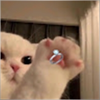 fatkongu