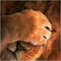 MadLionKK