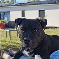 crazydogyntymak