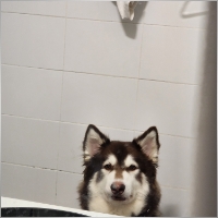 Goodboyss
