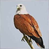 bimalray