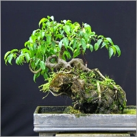 hominhtri