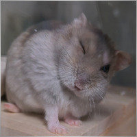 BababaAlgo