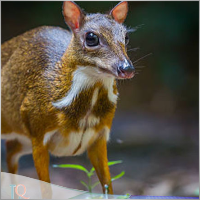 MouseDeer