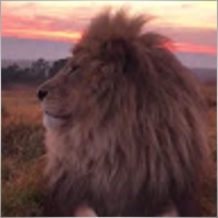 thelastlion
