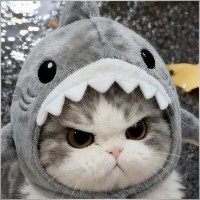 mahiroxd