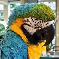 cunpa