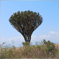 Munene_001