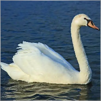 kpellanuwak