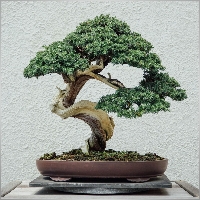 leewcg