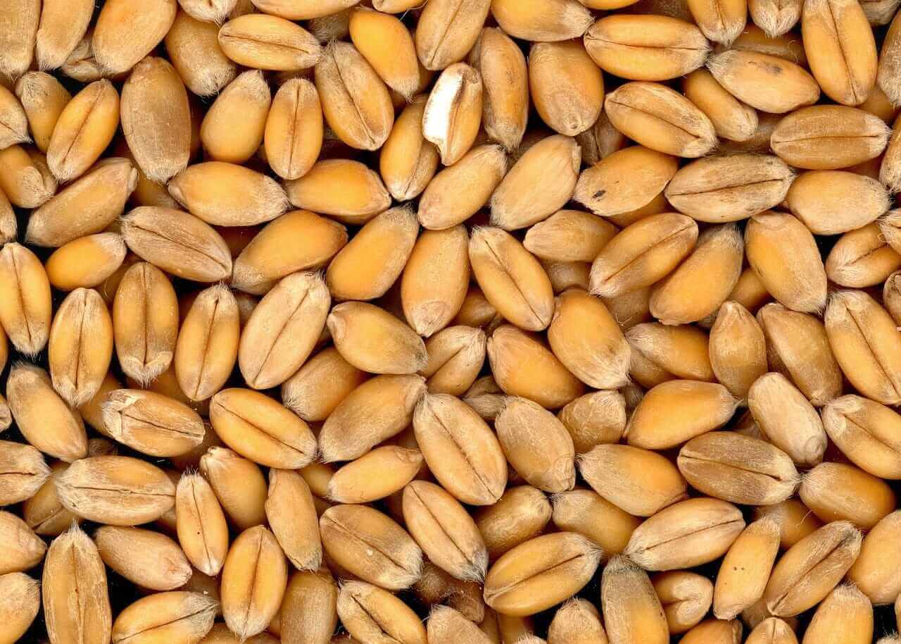 Wheat Trading Mixed on Wednesday Morning