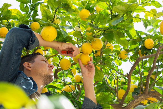Mission Produce vs. Limoneira: Which Fresh Produce Stock Has an Edge?