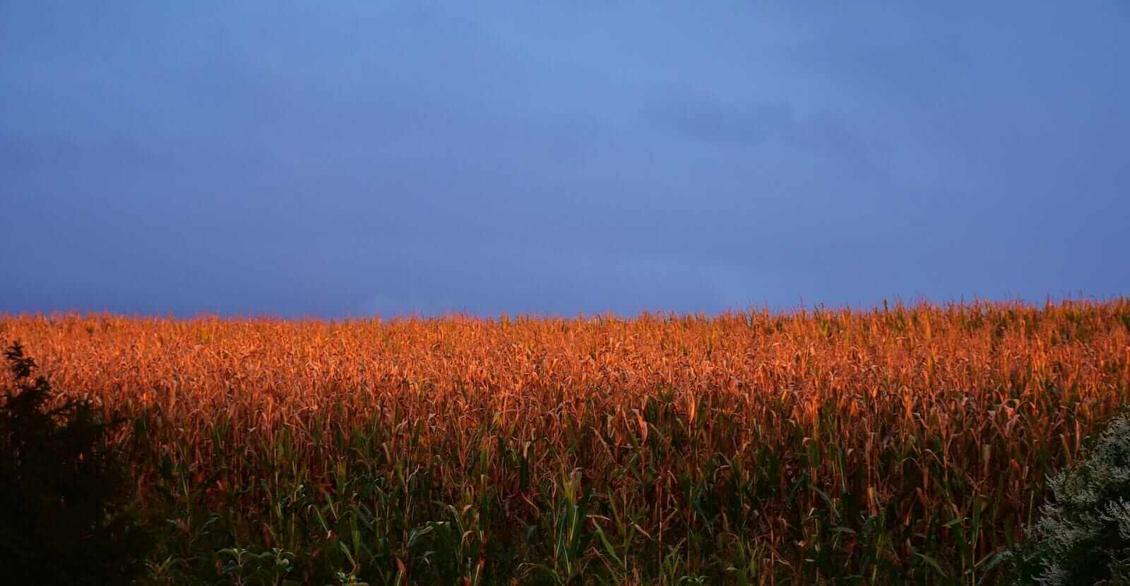 Corn Starting Tuesday with Turnaround Losses