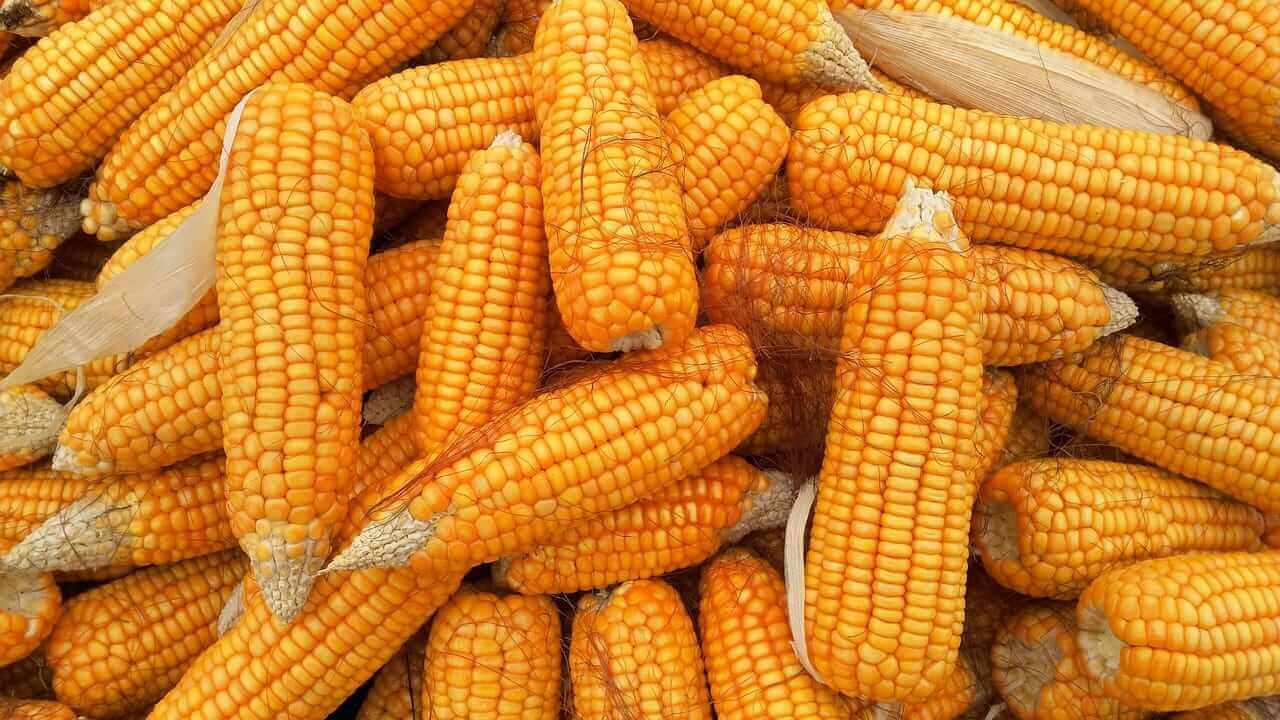 Corn Closing in on 3-year Highs