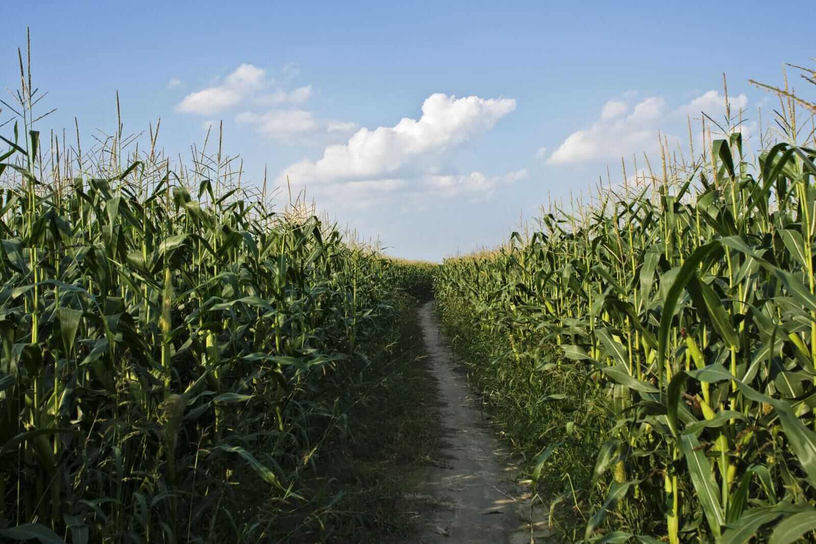Corn Rally Extends to Tuesday