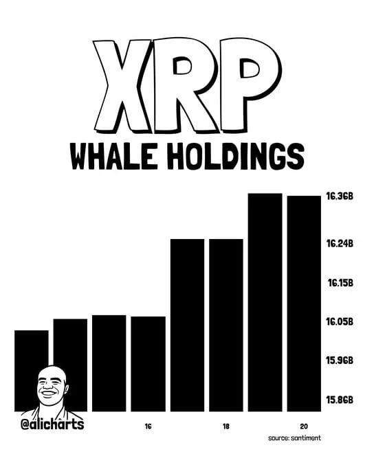 the chart shows XRP whales accumulated over 300 million tokens in 96 hours