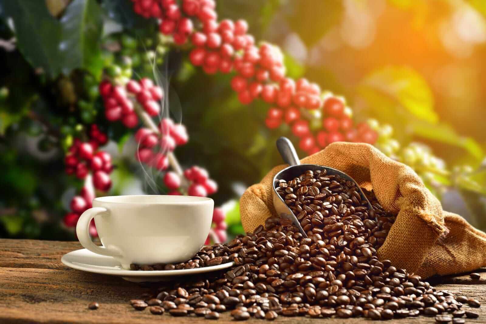 Arabica Coffee Prices Slip on Improved Crop Outlook in Brazil