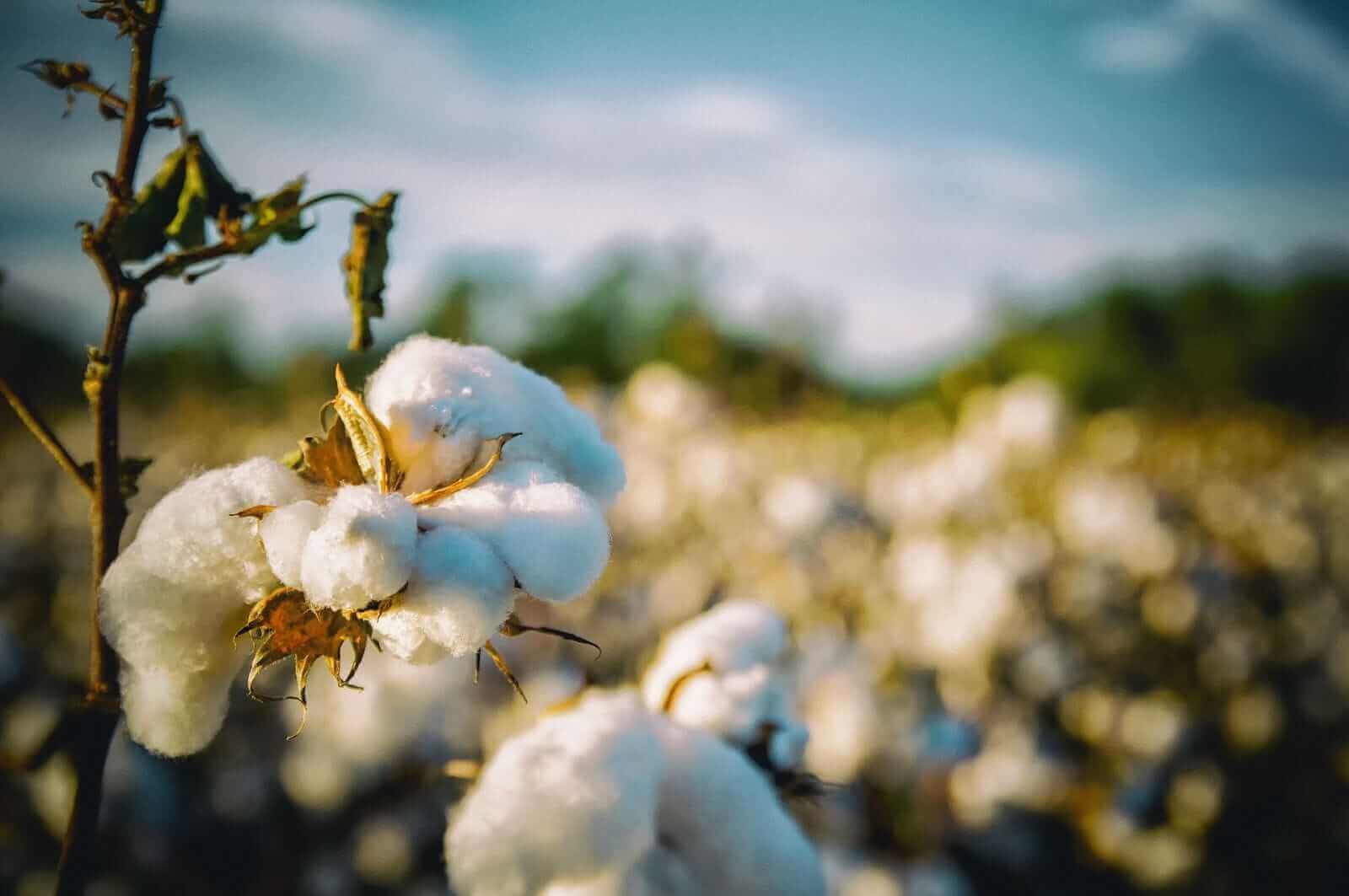 Cotton Showing Modest Strength on Wednesday Morning