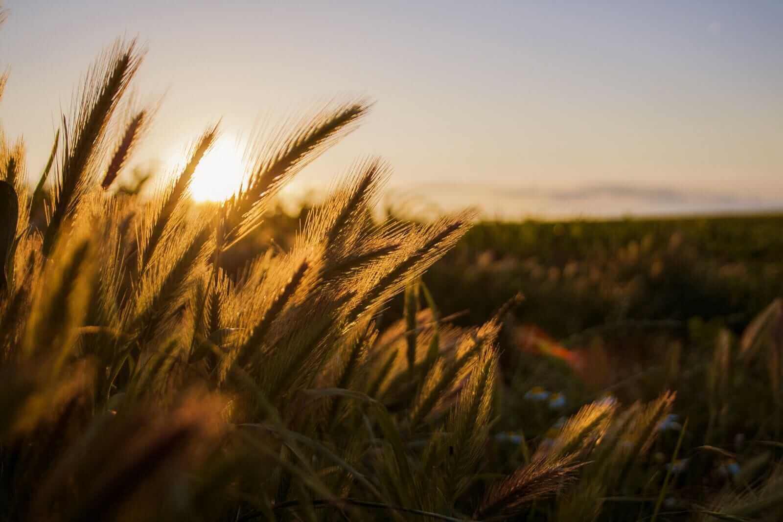 Wheat Rallying on Wednesday
