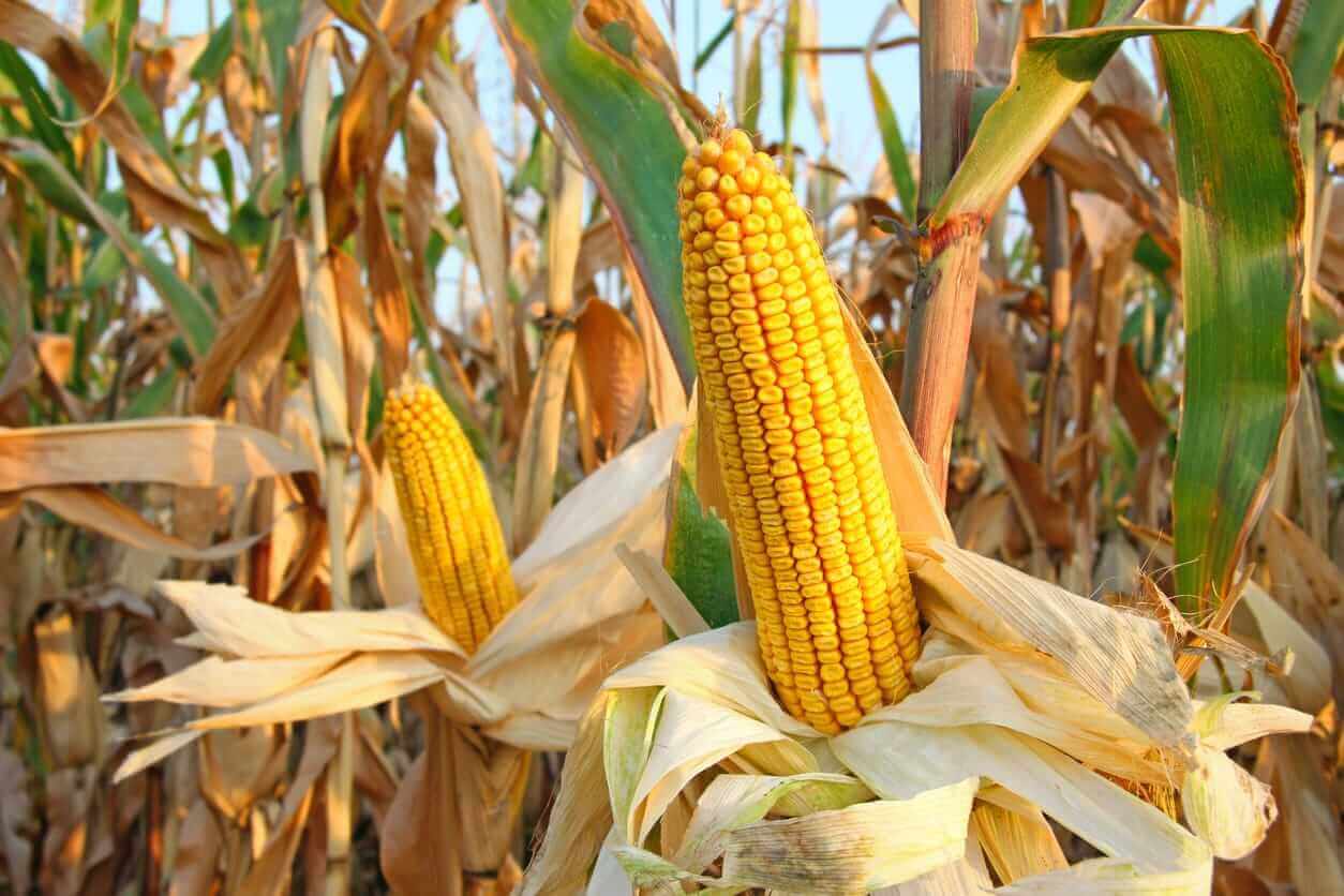 Corn Holding Higher at Midday