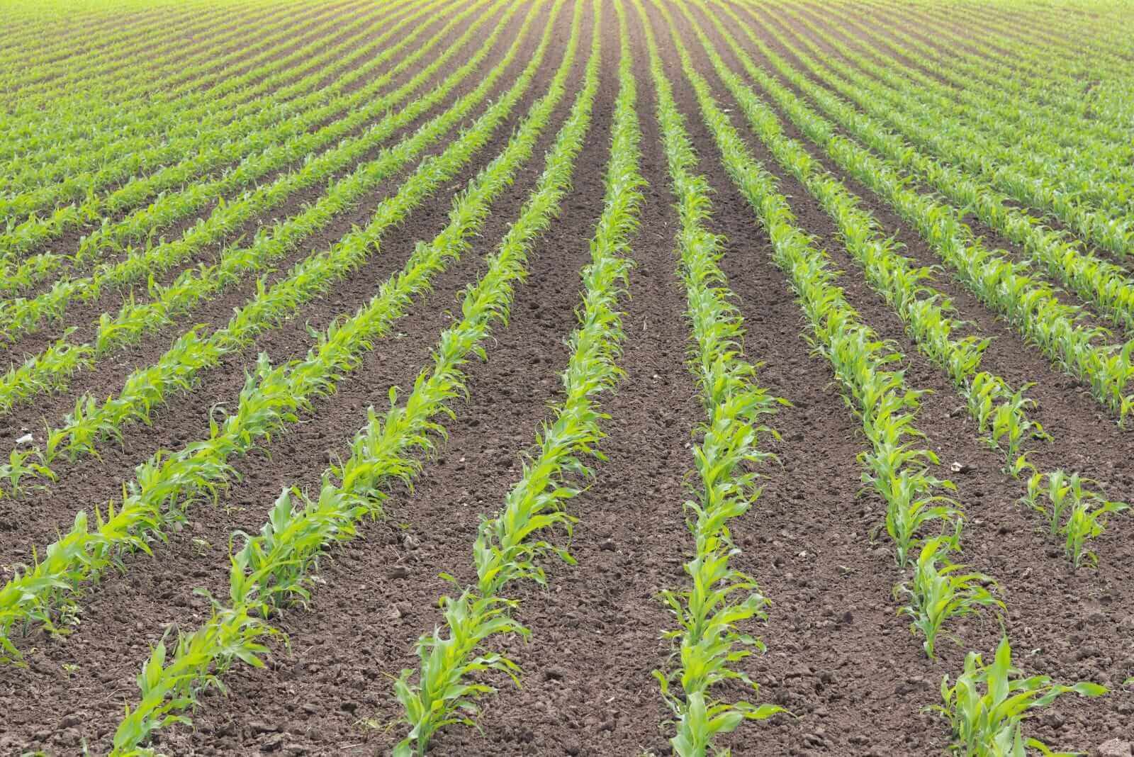 Corn Slips Lower on Thursday