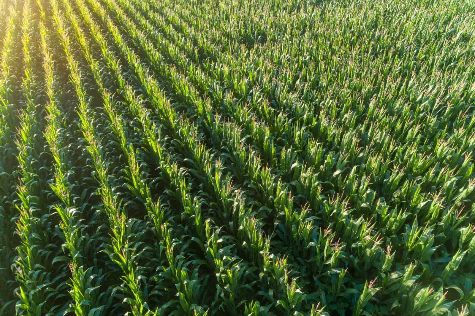 Corn Falls Back on Turnaround Tuesday