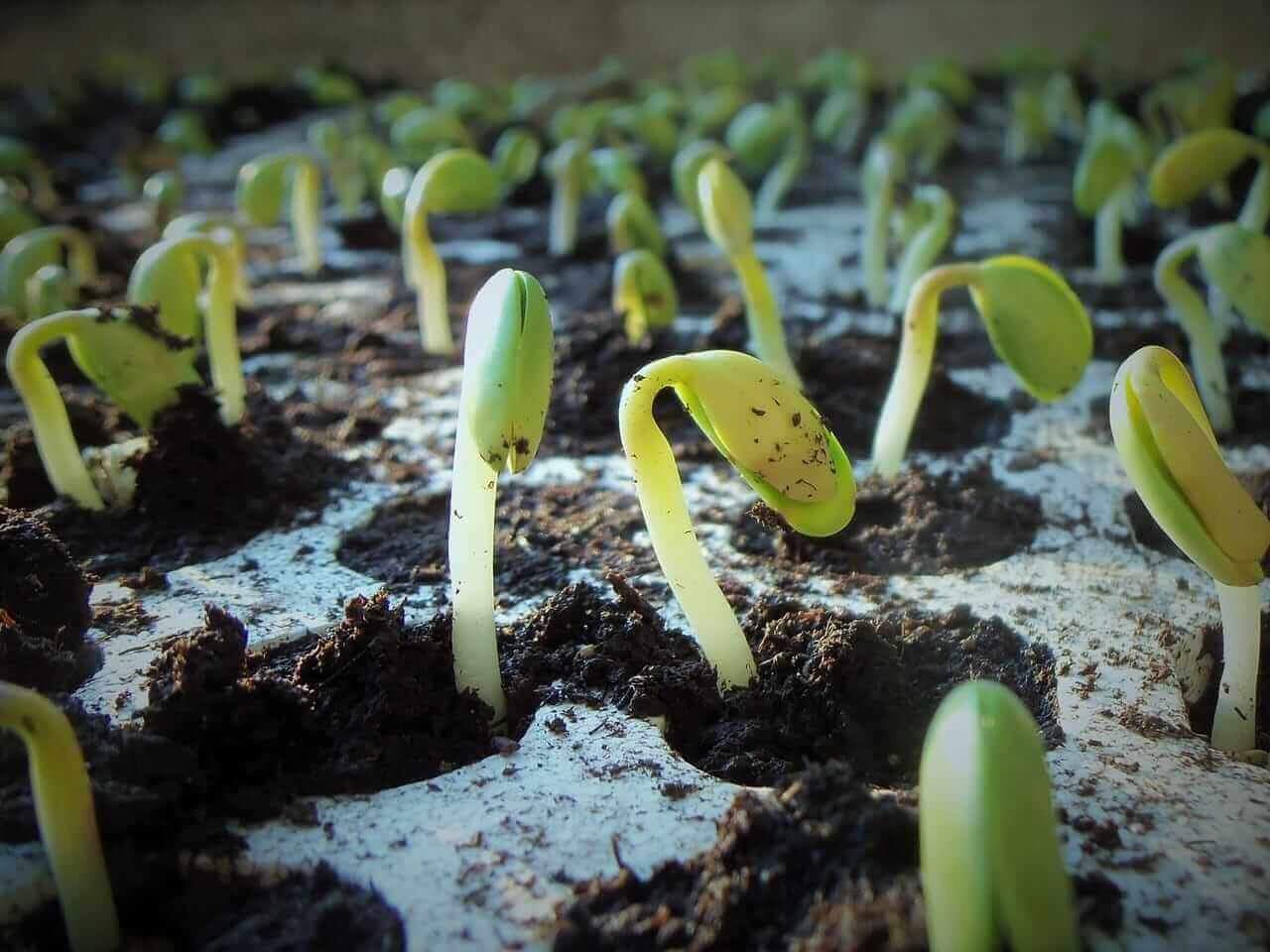 Soybeans Face Weakness to Close the Week