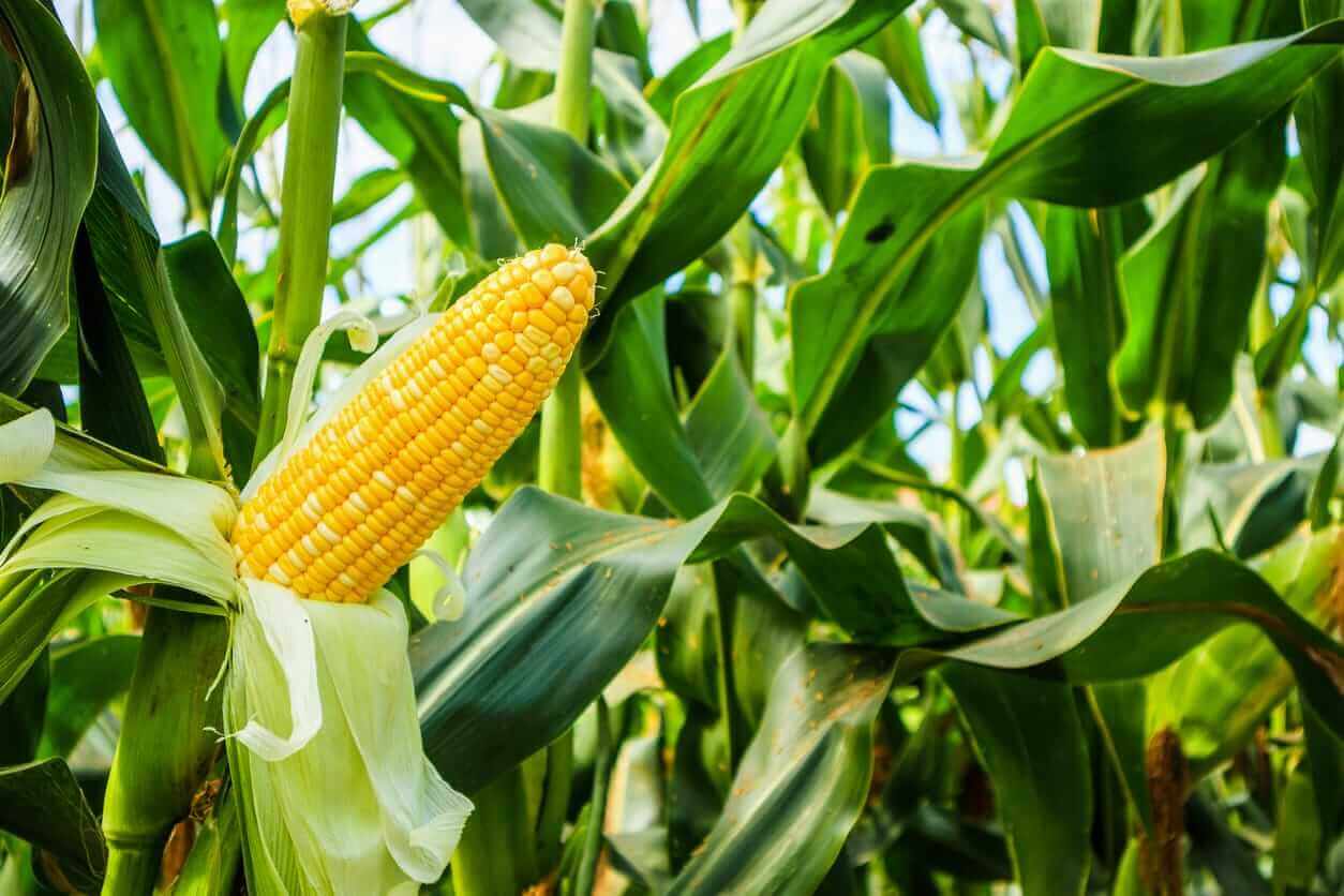 Corn Closes Tuesday with Contracts Over $5 Across the Board