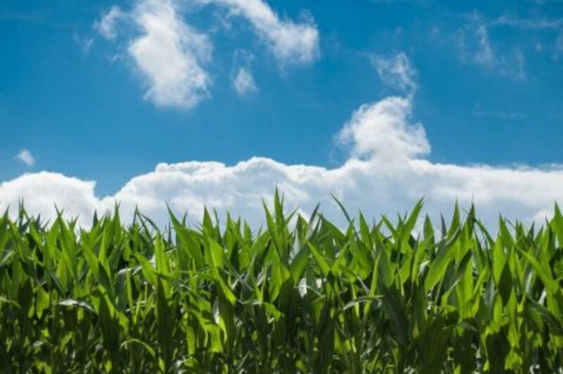 Corn Slipping Back at Thursday’s Midday