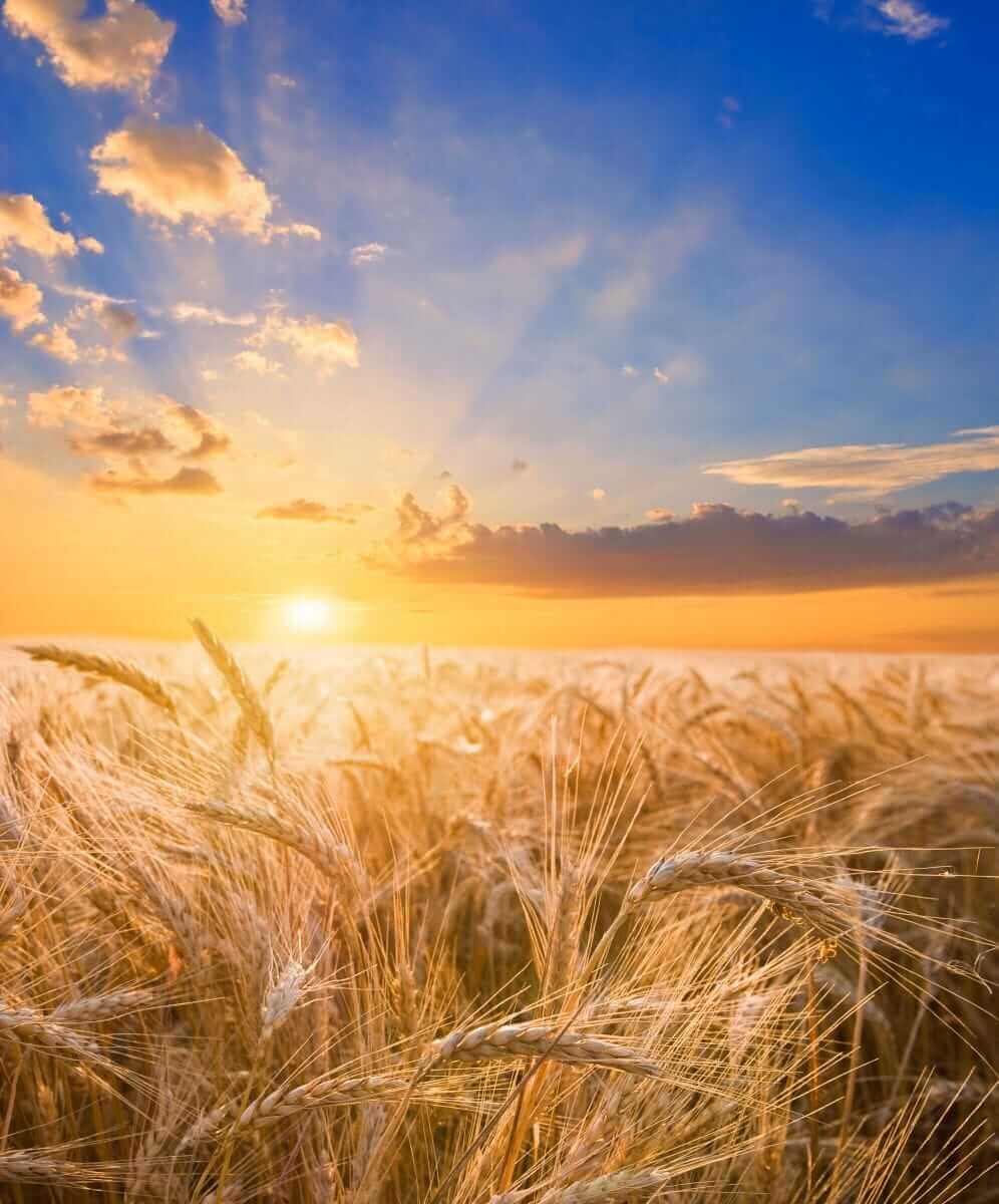 Wheat Slipping Back on Wednesday’s Midday