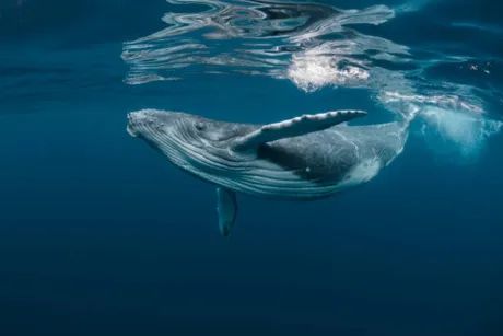 Whales de Bitcoin se alejan del optimismo minorista: señal de incertidumbre y posible corrección