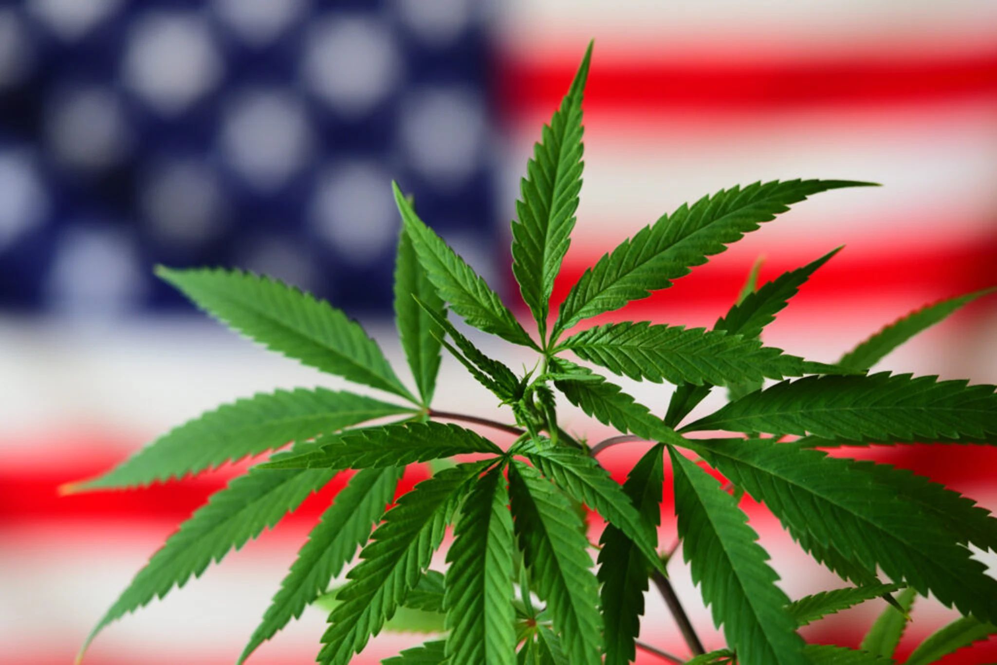 トランプ大統領の大麻再分類命令が、圧倒的な税制規則を廃止し、アメリカの大麻株を変革する可能性がある、と専門家が述べる