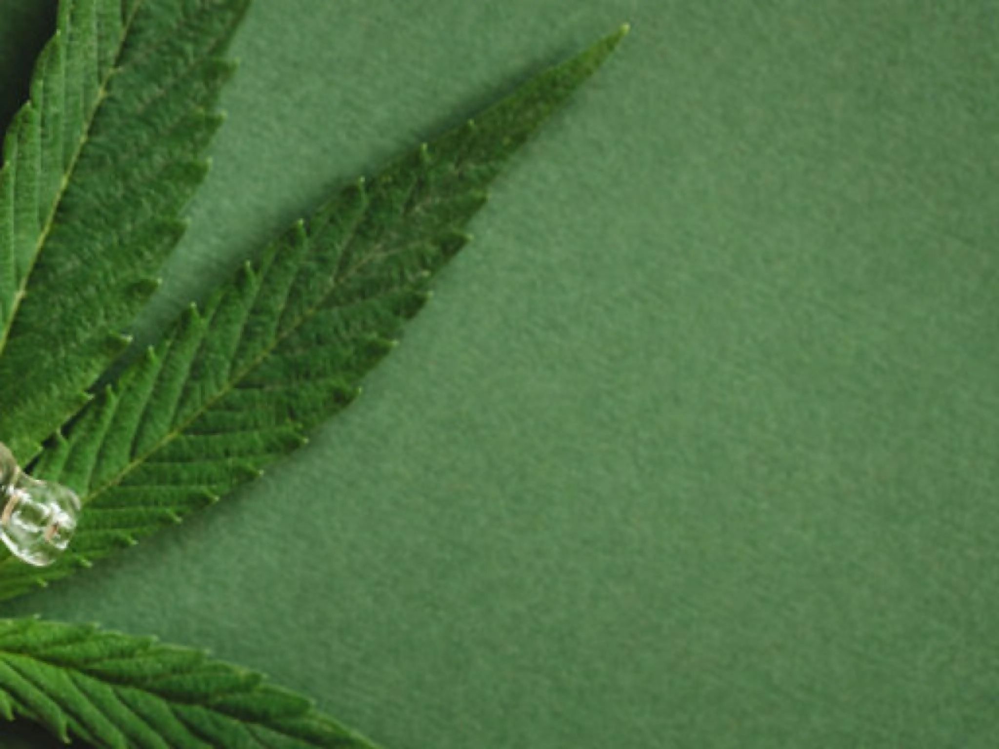 議会が支出法案で一部のTHC製品を再犯罪化する中、4つの大麻株が勢いを増す