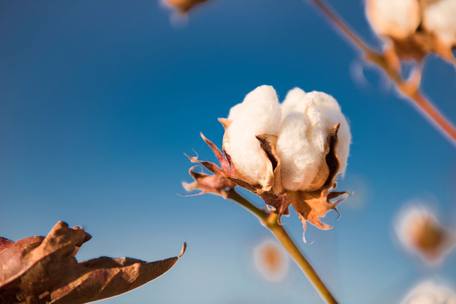 Cotton Trading Steady on Friday