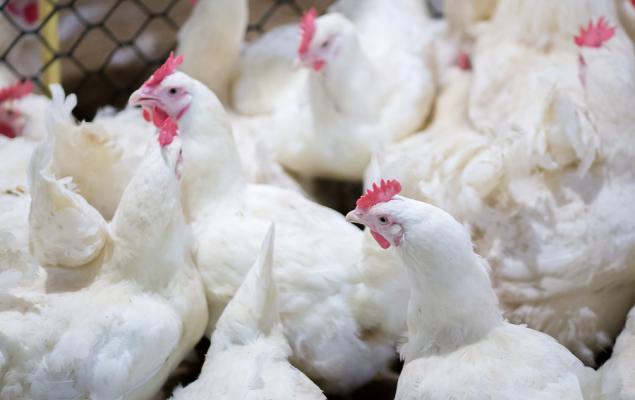 Pilgrim's Pride Strengthens Prepared Foods Strategy With Just Bare