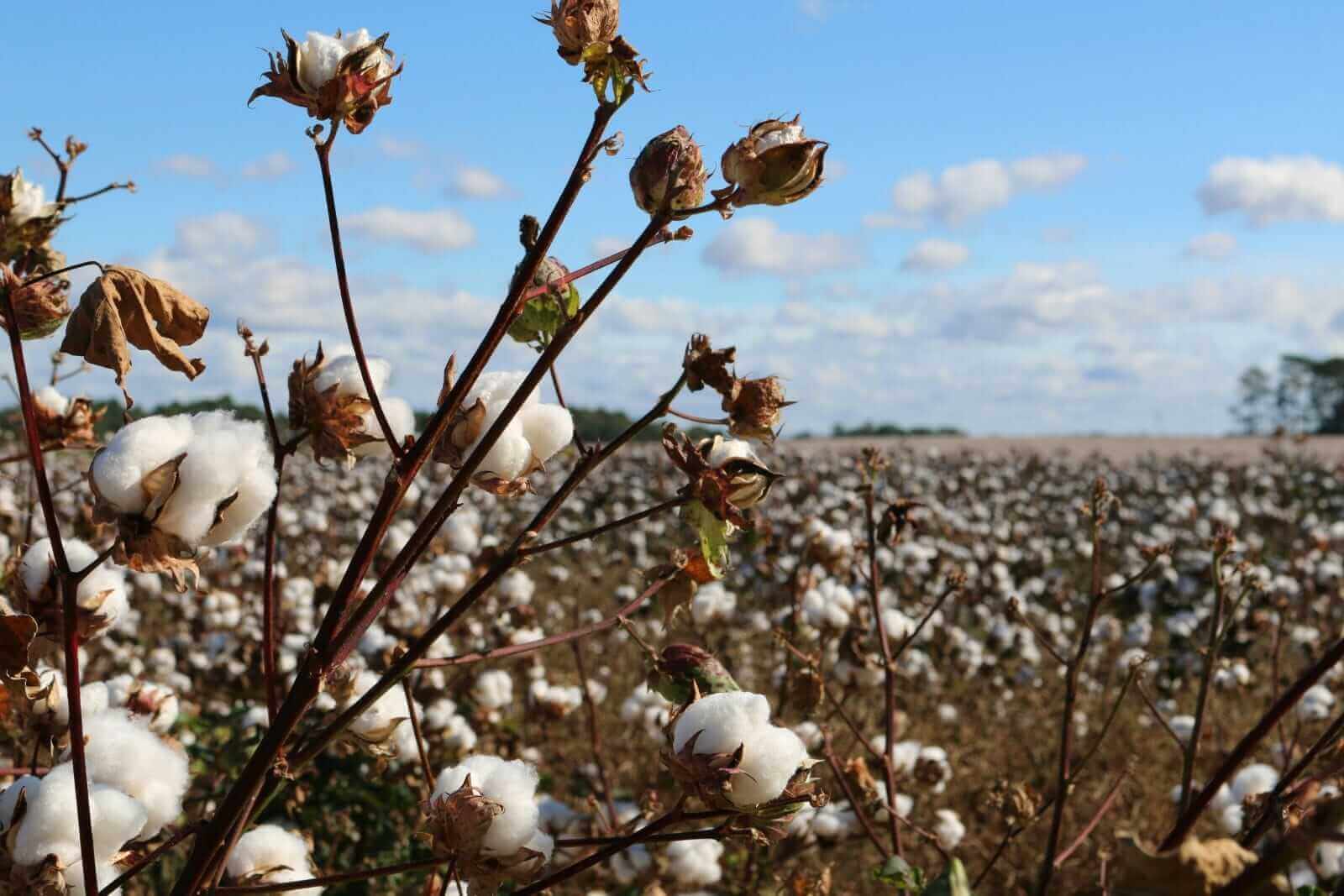 Cotton Retreating on Tuesday