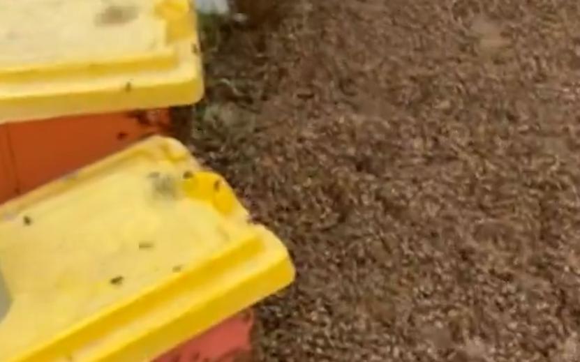 В Техасе перевернулся грузовик с миллионами пчел. Видео