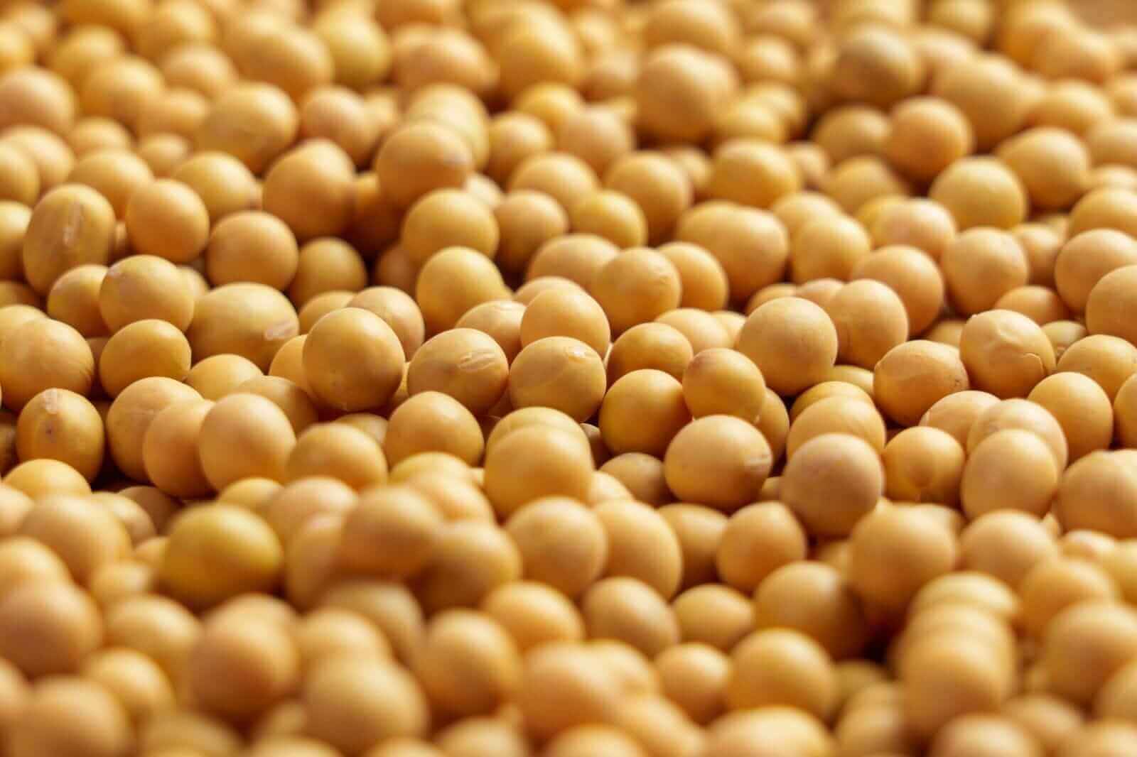 Soybeans On the Higher Side at Midday