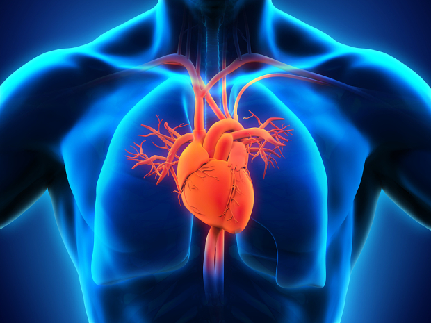 GE HealthCare Unveils Next-Gen Vivid Cardiac Ultrasound Systems